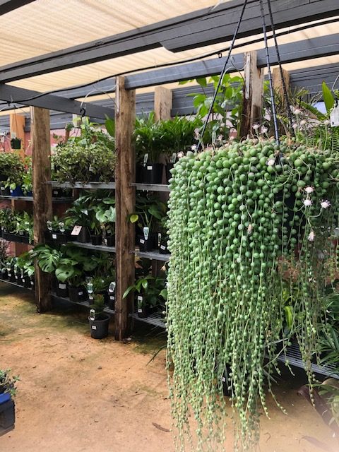 Nursery and Plants
